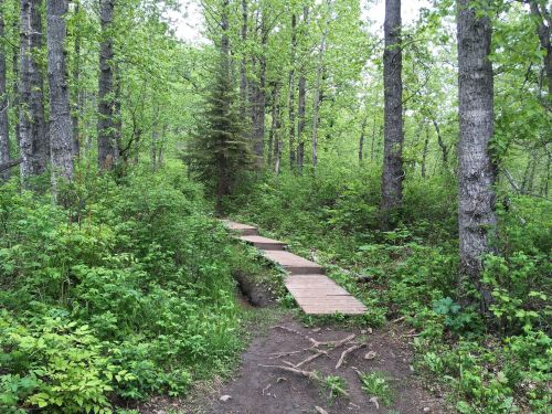 A wooden path winds through a lush green forest with trees and underbrush.