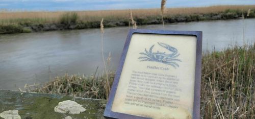 A sign about fiddler crabs near a muddy riverbank, with tall grasses and a cloudy sky in the background.