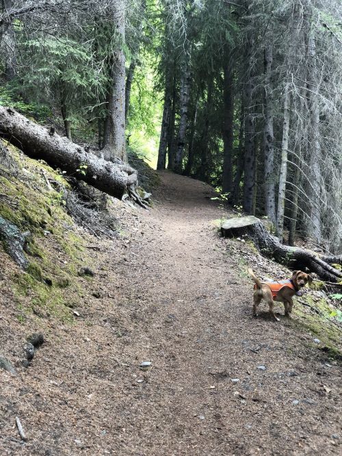 A small dog in a harness stands on a forest trail surrounded by tall trees and fallen logs.