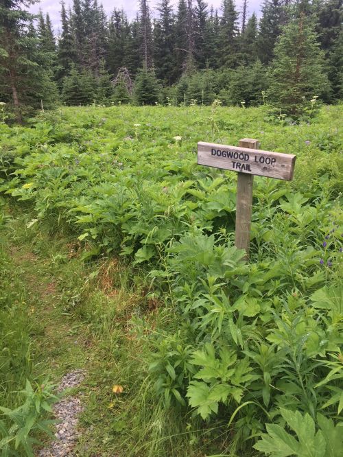 A wooden sign for the Dogwood Loop Trail amidst lush green foliage and trees in a natural setting.