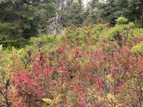 A vibrant landscape of shrubs with red and green foliage, surrounded by tall evergreen trees.