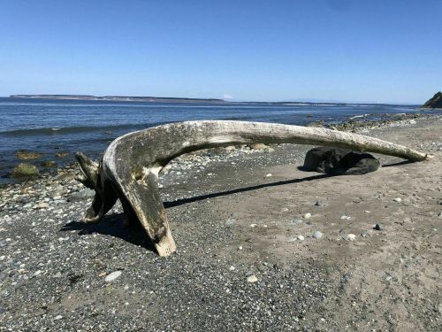 A large whale bone arching over a sandy beach, with calm water and distant land in the background under a clear blue sky.