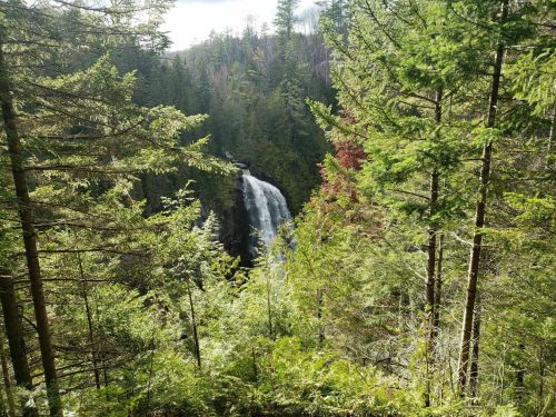 A waterfall cascades through a lush green forest, surrounded by tall trees and vibrant foliage.