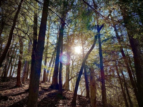 Sunlight filters through tall trees in a serene forest, casting dappled light on the forest floor.