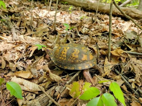 A turtle with a patterned shell crawls over a bed of leaves and twigs in a forested area.