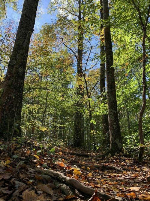 A forest path surrounded by tall trees, with sunlight filtering through vibrant green and yellow leaves.