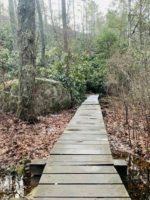 A wooden boardwalk leads through a forested area with lush greenery and fallen leaves on the ground.