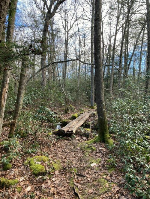 A serene forest path with fallen logs, surrounded by trees and greenery under a partly cloudy sky.