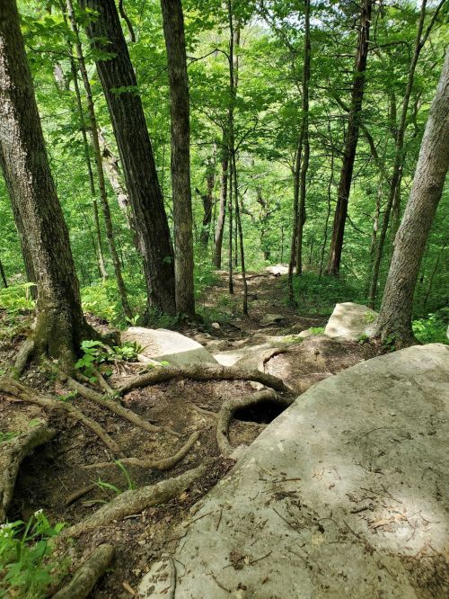 A rocky, tree-lined path descends through a lush green forest, with visible roots and stones along the trail.
