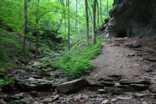 A serene forest scene with lush green trees, a rocky path, and a cave entrance in the background.