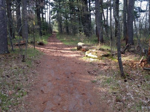 A dirt path winding through a forest with trees and scattered rocks, surrounded by green grass and fallen leaves.