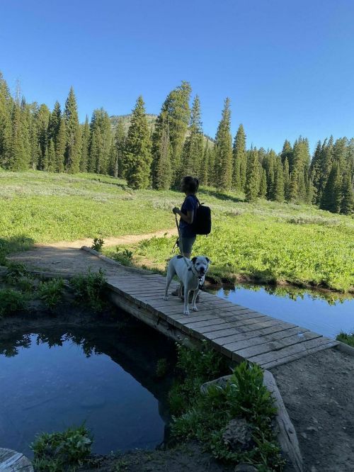 A person with a backpack stands on a wooden bridge beside a dog, surrounded by a lush green landscape and trees.