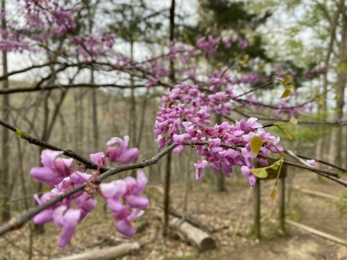 A close-up of pink flowers blooming on a branch in a wooded area, with trees in the background.