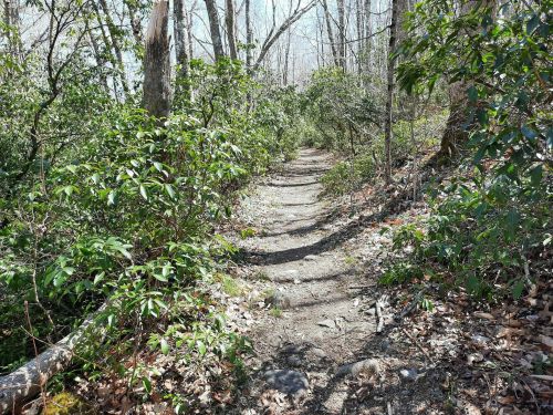 A narrow dirt path winds through a forest with sparse trees and green shrubs on either side.