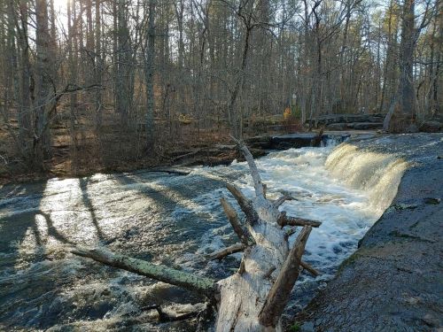 A serene forest scene featuring a flowing river over rocks, with sunlight filtering through bare trees.