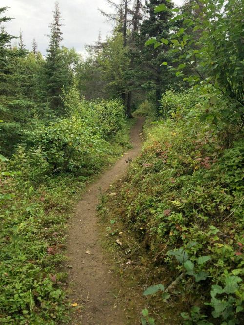A winding dirt path through lush green foliage and trees in a serene forest setting.
