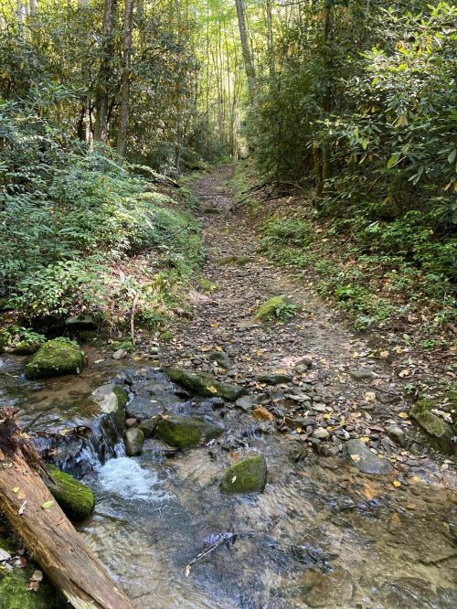 A rocky trail winds through a lush green forest, with a small stream flowing alongside it.