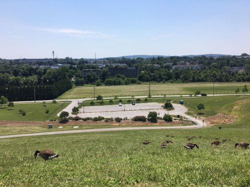 A grassy hill with geese in the foreground, overlooking a parking lot and a green landscape under a clear blue sky.