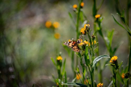A butterfly perched on vibrant yellow flowers amidst green foliage in a natural setting.