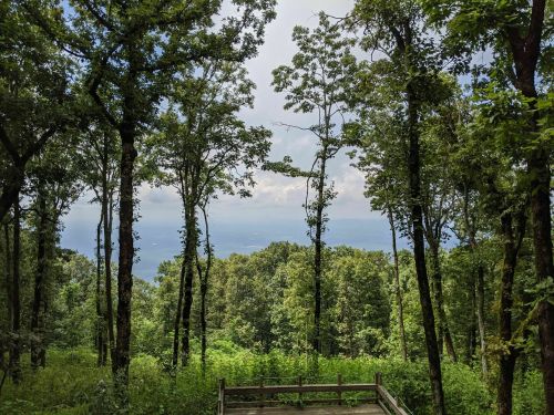 A scenic view of a lush forest with tall trees, overlooking a distant landscape under a partly cloudy sky.