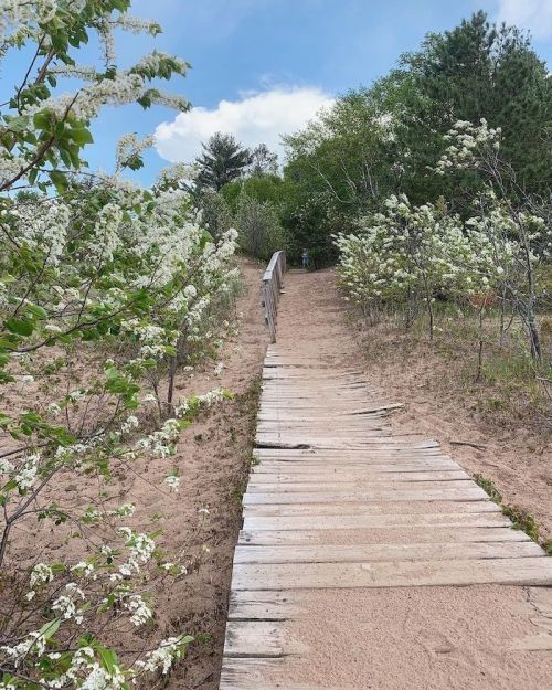 A sandy path leads up a hill, bordered by blooming white flowers and greenery under a blue sky.