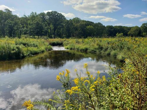 A serene river flows through a lush green landscape, with yellow flowers in the foreground and trees in the background.