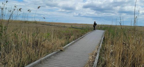 A person stands on a wooden boardwalk through tall grass under a cloudy sky.