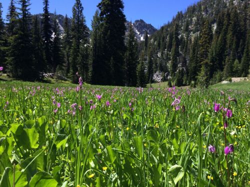 A vibrant meadow filled with purple and yellow wildflowers, surrounded by tall trees and mountains in the background.