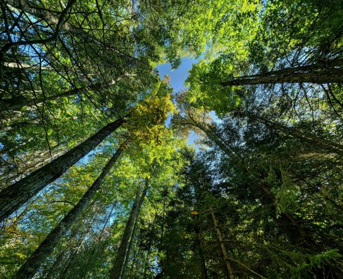 Looking up at a canopy of tall trees with vibrant green leaves against a clear blue sky.