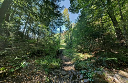 A serene forest path surrounded by tall trees and lush greenery under a clear blue sky.