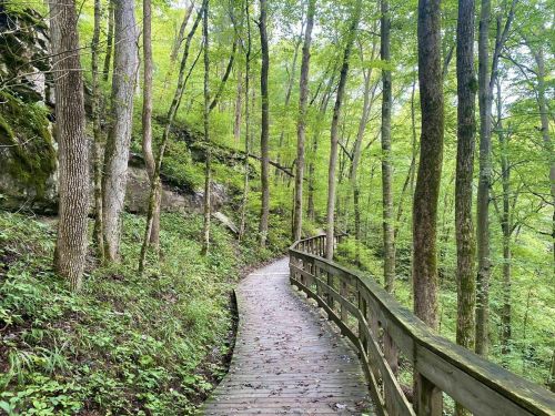 A winding wooden path through a lush green forest with tall trees and rocky terrain.