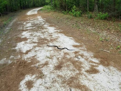 A black snake slithering across a sandy path in a wooded area.