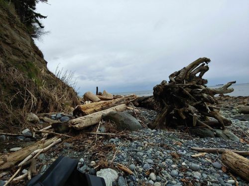 A rocky beach scene with driftwood and pebbles, under a cloudy sky and a steep, grassy cliff in the background.