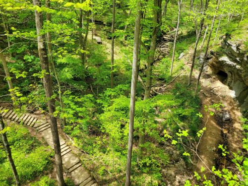 A lush green forest with trees, a winding path, and a rocky area leading to a cave entrance.