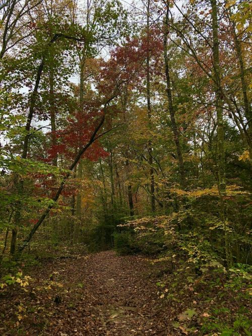 A serene forest path surrounded by trees with autumn leaves in shades of red, orange, and green.