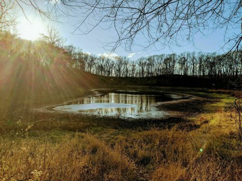A serene landscape featuring a small pond surrounded by trees and golden grass, illuminated by sunlight.