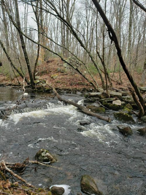 A serene stream flows over rocks, surrounded by bare trees and earthy foliage in a tranquil forest setting.