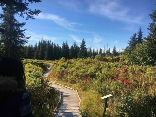 A wooden boardwalk winds through a vibrant green meadow surrounded by tall trees under a clear blue sky.