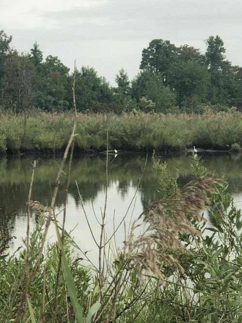A serene landscape featuring a calm river reflecting greenery, with two white birds standing on the opposite bank.
