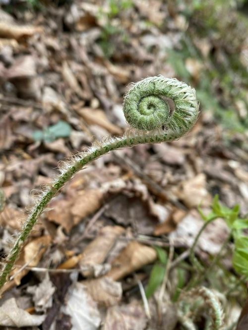 A close-up of a curled fern frond emerging from a bed of dried leaves.