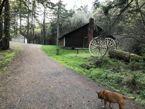 A dirt path leads to a rustic cabin surrounded by trees, with a large wooden wheel nearby and a dog walking in the foreground.