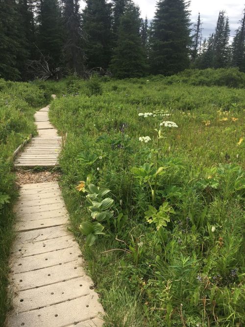 A winding wooden path through a lush green meadow filled with wildflowers and tall trees in the background.