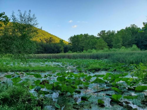 A serene wetland scene with lush green lily pads, tall grasses, and trees under a clear blue sky.