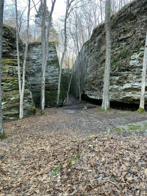 A narrow canyon surrounded by tall rock formations and trees, with fallen leaves covering the ground.
