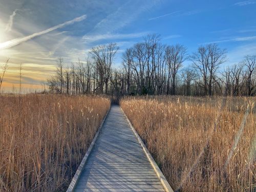 A wooden boardwalk leads through tall grasses towards a forest under a blue sky with wispy clouds.
