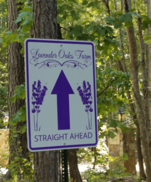 Sign for Lavender Oaks Farm with an arrow pointing straight ahead, surrounded by lavender illustrations and trees.