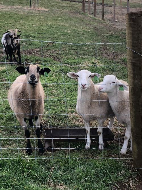 Three sheep and a goat stand behind a fence in a grassy field, with one sheep nuzzling another.