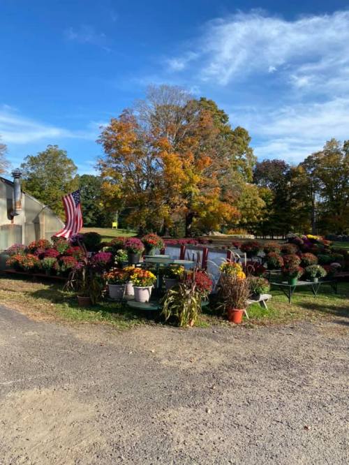 A vibrant flower stand with colorful mums and an American flag, set against a backdrop of autumn trees and blue sky.