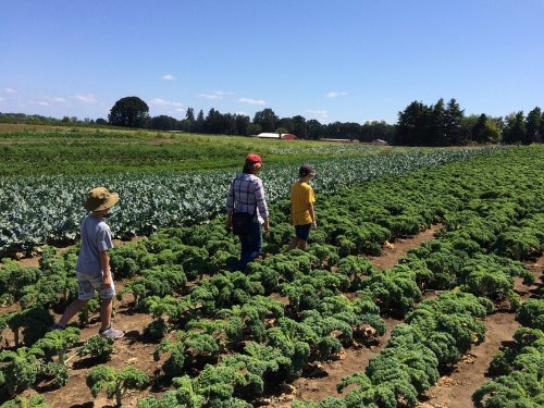 Three people walking through a lush green field of kale under a clear blue sky.