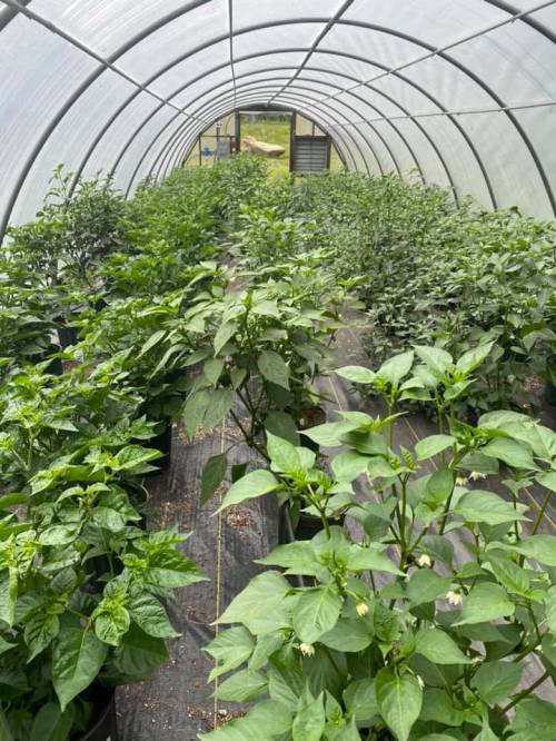 A greenhouse filled with lush green pepper plants growing in rows.